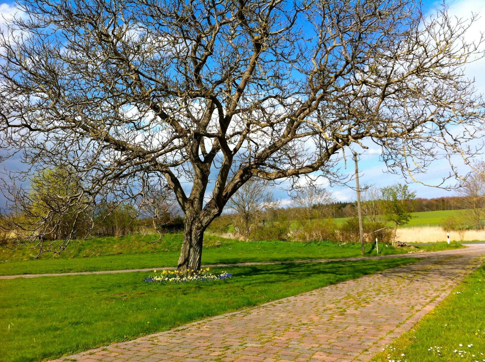 فندق Gutshaus Ketelshagen بوتبوس المظهر الخارجي الصورة